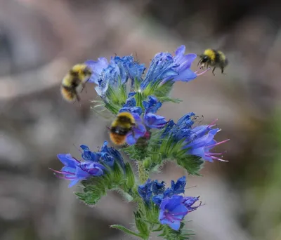 Produktbild von 200 Samen Natternkopf (Echium vulgare) – Wildpflanze, Wildblume, Bienen- und Schmetterlingsmagnet
