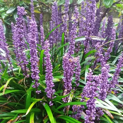 Produktbild von 6 x Glöckchentraube, Lilientraube - Liriope muscari 'Royal Purple' | Topf 9cm x 9cm