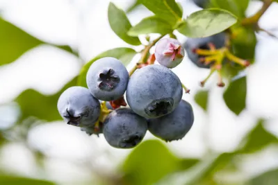 Produktbild von Vaccinium corymbosum 'Putte', Heidelbeere, kompakt, 60–80 cm