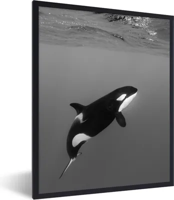 Produktbild von MuchoWow® MuchoWow® Gerahmtes Poster Orca - Wasser - Tiere 30x40 cm - Poster mit zchwarzem Bilderrahmen - Wanddeko - Kunstdrucke