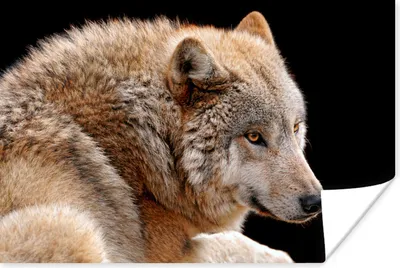 Produktbild von MuchoWow® Poster Brauner Wolf 60x40 cm - Schlafzimmerdekoration