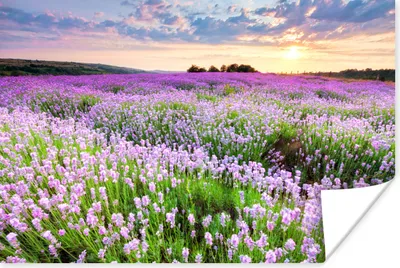 Produktbild von MuchoWow® Poster Lavendel - Blumen - Sonnenuntergang - Lila - Wiese 60x40 cm - Schlafzimmerdekoration