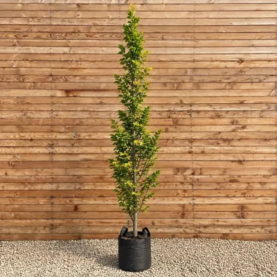 Produktbild von Säulen-Blutbuche 'Dawyck Gold' 200-250 cm, Stammumfang 6-8 cm - Fagus sylvatica Säulenbaum