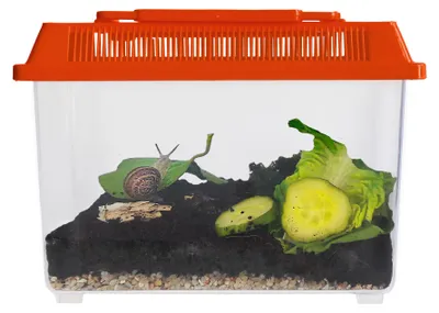 Produktbild von TimeTEX Beobachtungs-Set "Schnecken", 5-tlg.