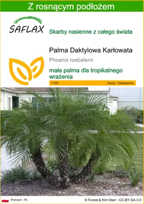 Zdjęcie produktu dla SAFLAX - Palma Daktylowa Karłowata - 25 Nasiona - Z podłożem uprawowym wolnym od zarazków - Phoenix roebelenii