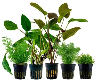 Produktbild von Pflanzen Set mit 5 Einsteiger Topf Aquarium Wasserpflanzen AquaOne Nr.222