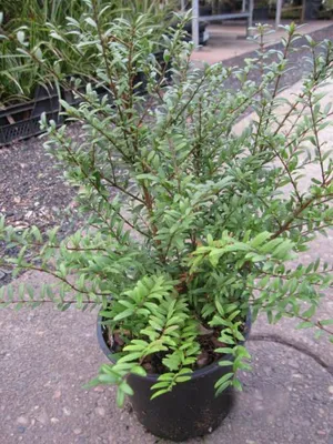 Produktbild von Zwergmyrte Tiny Green - Lonicera nitida Tiny Green 25-30