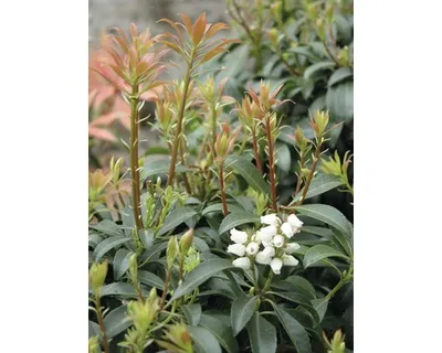 Produktbild von Schattenglöckchen FloraSelf Pieris japonica Bonfire" H 40-50 cm Co 6 L"