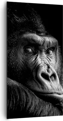 Produktbild von Bild auf Leinwand - Leinwandbild - Einteilig - Affe Gorilla Porträt - 65x120cm - Wand Bild - Wanddeko - Wandbilder - Leinwanddruck - Bilder - Wanddekoration - Leinwand bilder - PA65x120-5007