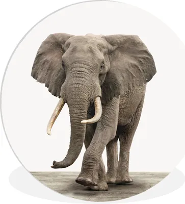 Produktbild von MuchoWow® Rundes Wandbild - Runde Bilder Elefant - Kinder - Tiere - Mädchen Ø 90 cm Kreis Wanddekoration Kunststoff - Wandkreis - Wandschmuck - Wand-Kreis - Wohnzimmer - Bild - Runde - Wanddeko - Dibond - Kunstdrucke