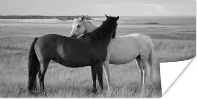 Produktbild von MuchoWow® Poster Pferde - Tiere - Porträt - Schwarz-Weiß - Landleben 80x40 cm - Wanddeko