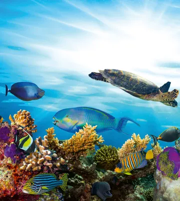 Produktbild von Fototapete - Fish 225x250cm - Vliestapete