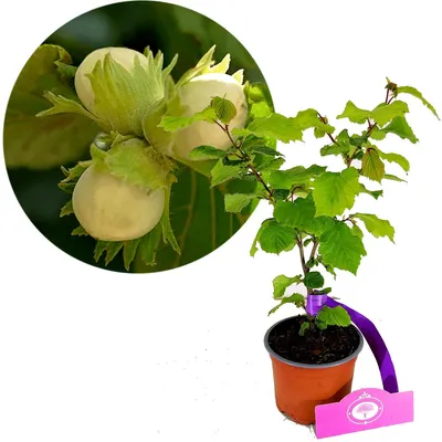 A potted hazelnut plant with a close-up inset of hazelnuts.