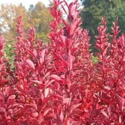 Produktbild von 2 x Berberitze - Berberis thunbergii 'Red Rocket' | 25-30 cm in Container