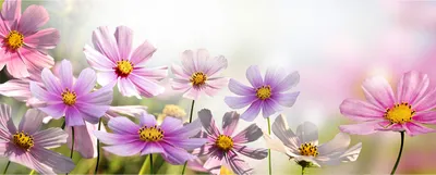 Produktbild von Tulup® Leinwandbild - 125x50 cm - Wandkunst - Drucke auf Leinwand - Leinwanddruck - Blumen & Pflanzen - Rosa - Blumen auf Wiese