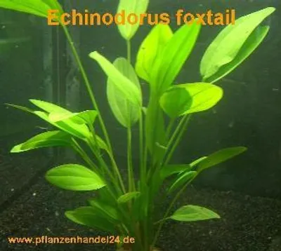 Produktbild von 1 Topf Echinodorus Foxtail, Wasserpflanzen