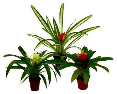 Produktbild von Mini-Guzmanien-Trio - Set mit 3 bunten Bromelien in 3 Farben - 5,5 cm Topf