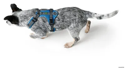 Produktbild von HUNTER Geschirr Maldon M-L, blau/grau