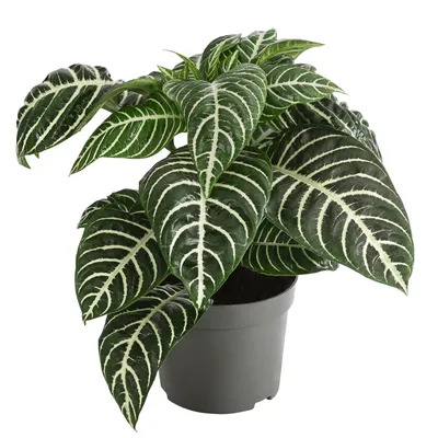 Produktbild von Dehner Glanzkölbchen, Aphelandra squarrosa, tropische Pflanze mit grün-weißen Blättern, ca. 20 cm, Ø Topf 13 cm, Zimmerpflanze