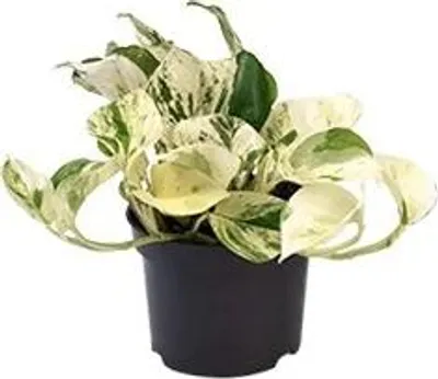 Productafbeelding van JUNAVERA Epipremnum Happy Leaf | In 12 cm pot