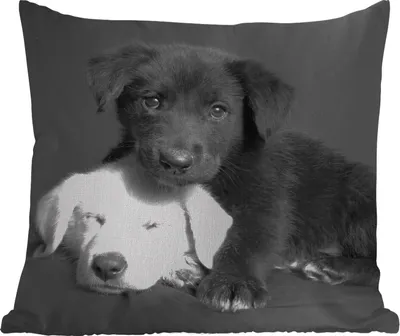 Produktbild von MuchoWow® Outdoor Kissen - Hunde - Welpe - Schwarz - Weiß - Tiere - 40x40 cm - Wetterfest - Lounge Kissen - Kopfkissen - Interieur - Polster mit Bild