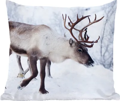 Produktbild von MuchoWow® Zierkissen Sofakissen Wohnzimmer Dekokissen 40x40 cm Ein Weihnachtsfoto von Rentieren entlang der Straßen von Kilpisjarvi, Finnland - Foto Kissen - Schlafzimmer Dekoration