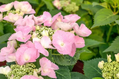Produktbild von Hydrangea macrophylla 'Frisbee Pink', Hortensie, rosa, 30–40 cm