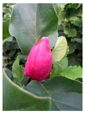 Produktbild von Magnolia March Till Frost - Tulpenmagnolie March - 80-100