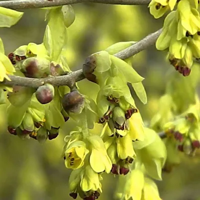 Obrázok produktu pre Vysoký kalina – Corylopsis spicata | 60-80 cm, v kvetináči