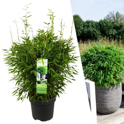 Produktbild von Plants by Frank | XL Bambus Pflanze Winterhart | Fargesia Moontears 'Boobux' | Gräser | Winterhart | Gartenpflanzen