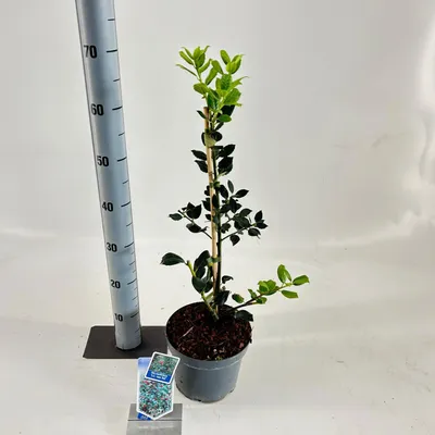 Zdjęcie produktu dla Ilex aqui. 'J.C. van Tol' – ostrokrzew | 50–60 cm w doniczce