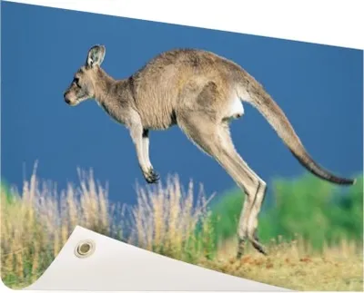 Produktbild von Gartenposter - 120x80 cm - Springender Känguru  - Modernes Wandbilder - Wilde Tierposter