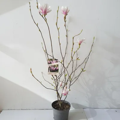 Produktbild von Magnolia soulangeana – Tulpen-Magnolie rosa-weiß – großer Blütenbaum – winterhart – Größe inklusive Topf: 130-140 cm