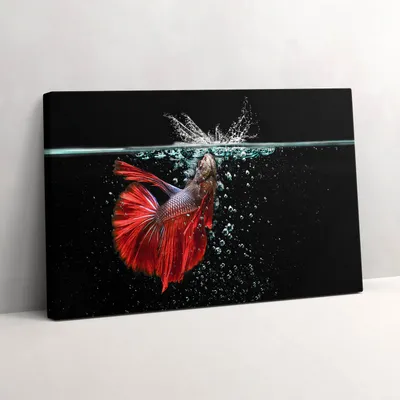 Produktbild von Fisch im Aquarium – Leinwandbild Wandbild – 30x20 cm – Leinwandbilder – Wandbilder – Schlafzimmer – Flur