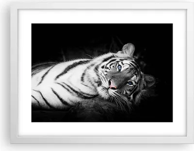 Produktbild von Gerahmtes Poster - Weißer Rahmen - Weiß Tiger Schwarz und Weiß - 40x30 cm - Wand Bild - Wanddeko - Wandbilder - Wandposter - Bilderrahmen - Bilder - Kunstdruck - Wandbild - P2WAA40x30-4247
