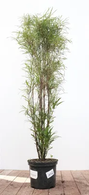 Produktbild von Rhamnus frangula 'Asplenifolia', Faulbaum, schmalblättrig, 80–100 cm