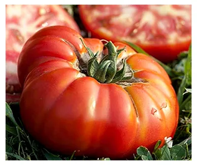 Produktbild von Tomatensamen Buffalosteak F1 Portion