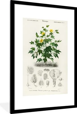 Produktbild von MuchoWow® MuchoWow® Gerahmtes Poster Pflanze - Blume - Botanik 60x90 cm - Poster mit zchwarzem Bilderrahmen - Dekoration - Wandposter Wohnzimmer - Hochwertig