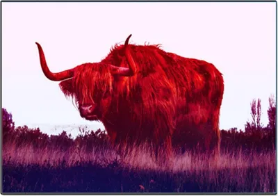 Produktbild von TPFLiving Kunstdruck LW-705 (OHNE RAHMEN) Poster - Leinwand - Wandbild - Hochauflösender Giclée-Druck, langlebig und hochwertig - Brauner Highland Büffel - Kühe - Größe: 30x45cm