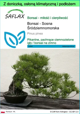 Zdjęcie produktu dla SAFLAX - Garden to go - Bonsai - Sosna Śródziemnomorska - 6 Nasiona - Z doniczką, pokrywą klimatyczną i podłożem do uprawy - Pinus pinea
