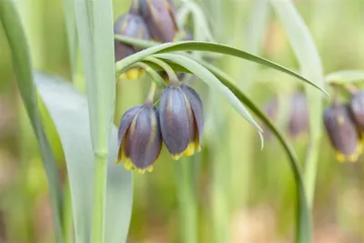 Produktbild von Fritillaria michailowskyi, Schachblume, gelb-braun, ca. 9x9 cm Topf