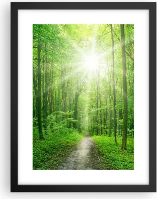 Produktbild von Gerahmtes Poster - Schwarzer Rahmen - Sonnenstrahlen Wald Sommer - 30x40 cm - Wand Bild - Wanddeko - Wandbilder - Wandposter - Bilderrahmen - Bilder - Kunstdruck - Wandbild - P2BPA30x40-2689