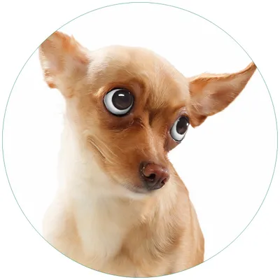 Produktbild von Wallario Premium Glasbild, freischwebende Optik, kräftige Farben, rund 50cm Durchmesser, Motiv Lustiger Hund mit fliegenden Ohren