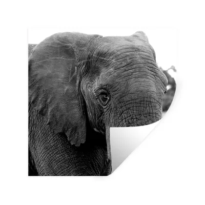 Produktbild von MuchoWow® Wandtattoo Wandsticker Wandaufkleber Elefant - Tiere - Schwarz - Weiß - Natur 50x50 cm Selbstklebend und Repositionierbar - Selbstklebend - Fototapeten