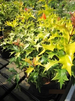 Produktbild von Osmanthus heterophyllus Ogon - Duftblüte Ogon 30-40