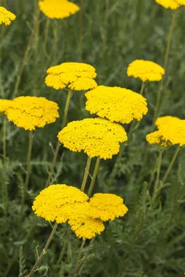 Produktbild von Achillea filipendulina 'Parker', Schafgarbe, goldgelb, ca. 9x9 cm Topf
