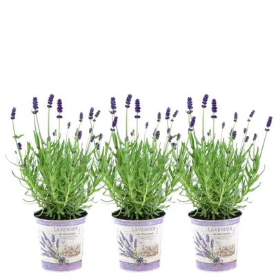 Produktbild von Plants by Frank | 3 Blauer Duft-Lavendel Pflanzen im Dekotopf 'Deluxe' | Lavandula Angustifolia Felice® | Echter Lavendel | Gartenpflanzen