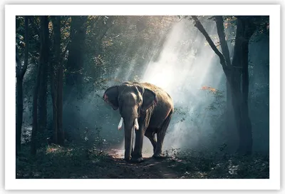 Produktbild von Poster - Poster ohne Rahmen - elefant natur - 91,5x61 cm - Wand Bild - Wanddeko - Wandbilder - Kunstposter - Wandposter - Bilder - Kunstdruck - Wanddekoration - Wandbild - P2XAA91x61-3972