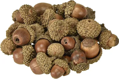 Produktbild von Eicheln Deko Herbstfrüchte Natürliche Bastelmaterial 300g