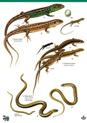Immagine prodotto di Guide to the Reptiles and Amphibians of Britain and Ireland